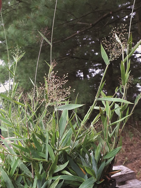 Hairy Panic Grass / Panicum acuminatum