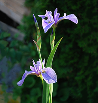 Larger Blue Flag Iris / Iris versicolor
