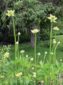Long- headed Thimbleweed / Anemone cylindrica