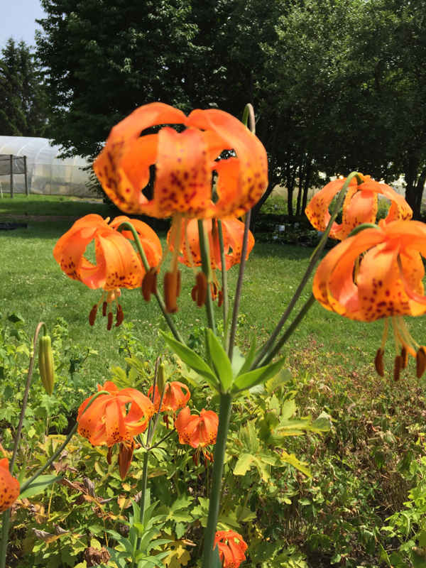 Michigan Lily / Lilium michiganense