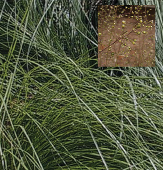 Prairie Dropseed / Sporobolus heterolepis