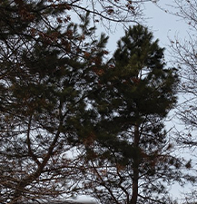 Red Pine / Pinus resinosa