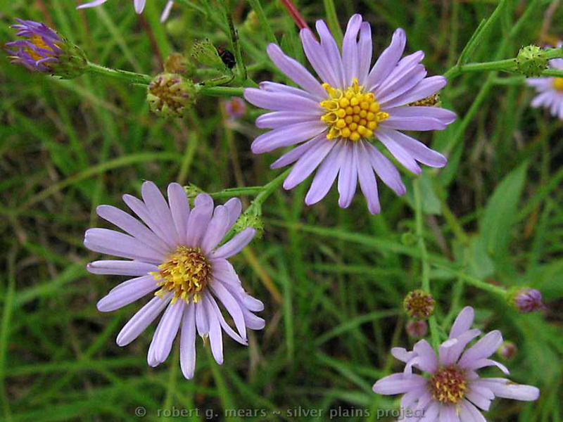Smooth Aster / Symphyotrichum leave