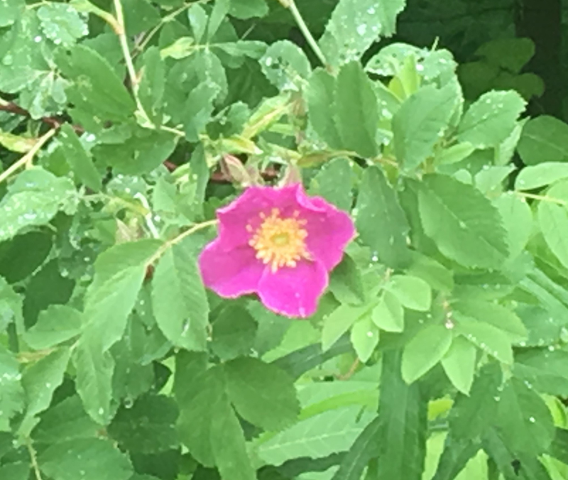 Smooth Rose / Rosa blanda