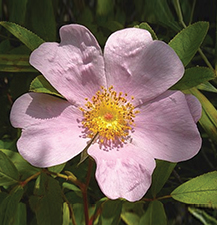 Swamp Rose / Rosa palustris