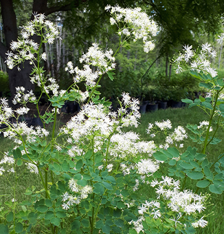 Tall Meadow Rue / Thalictrum pubescens