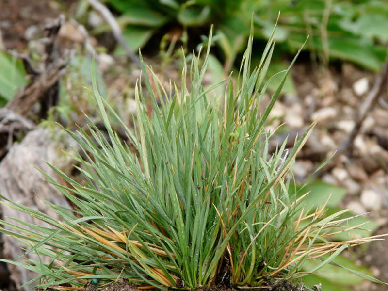 Tufted Hair Grass / Deschampsia cespitosa