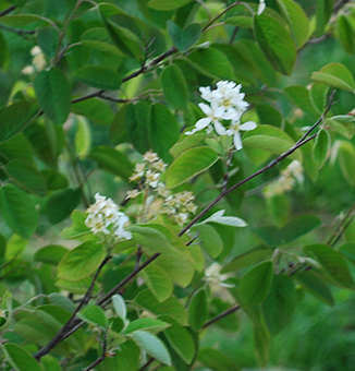 Canada Serviceberry / Amelanchier canadensis