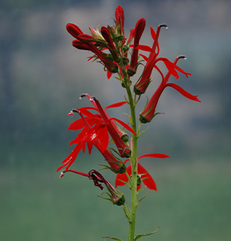 Cardinal Flower / Lobelia cardinalis