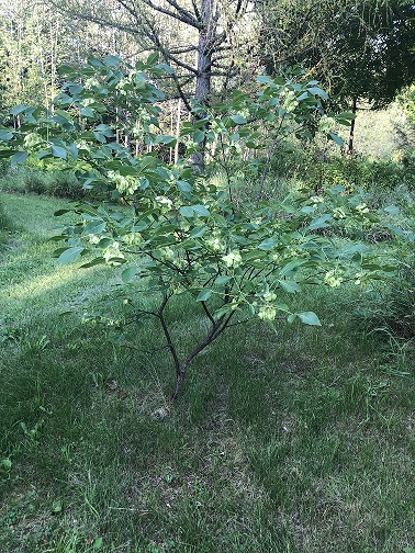 Common Hop Tree / Ptelea trifoliata