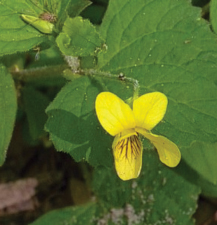 Downy Yellow Violet / Viola Pubescens