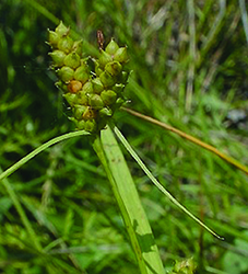 Limestone Meadow Sedge / Carex granularis