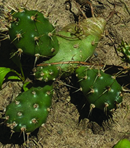 Little Prickly Pear / Opuntia fragilis