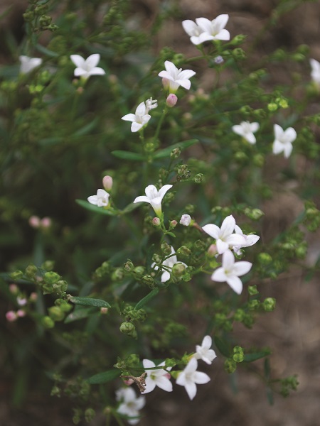 Long Leaved Bluets / Houstonia longifolia
