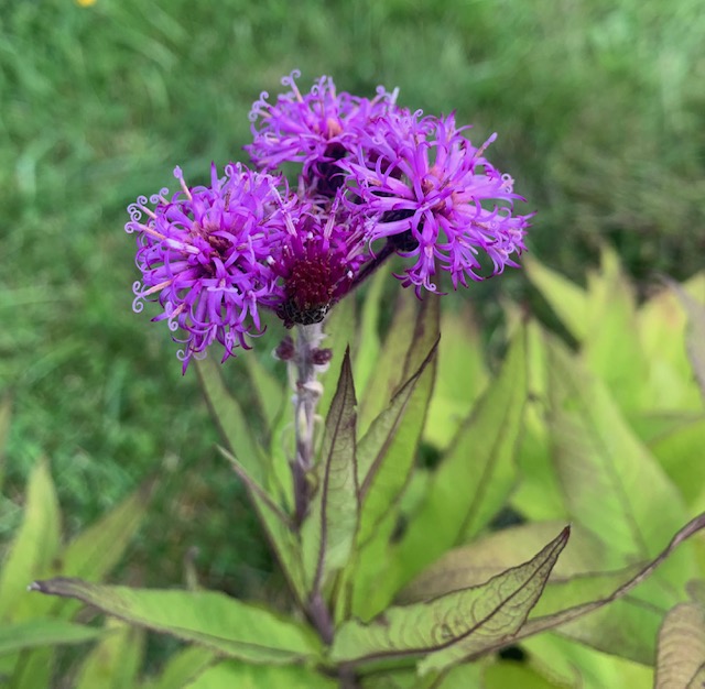 Missouri Ironweed / Vernonia missurica