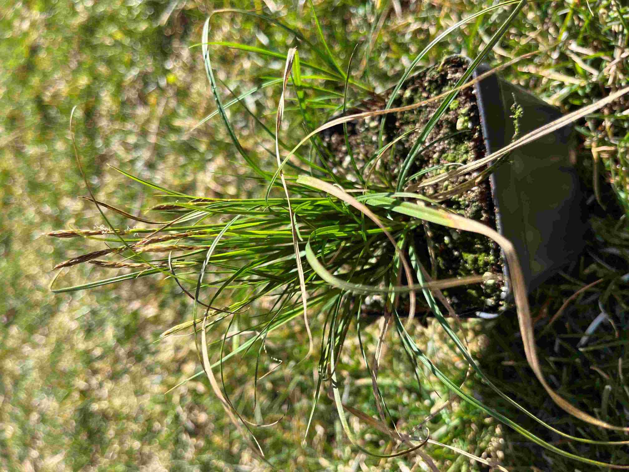 Pennsylvania Sedge / Carex Pensylvanica