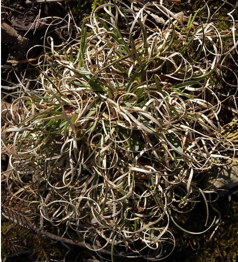 Poverty Oat Grass / Danthonia spicata