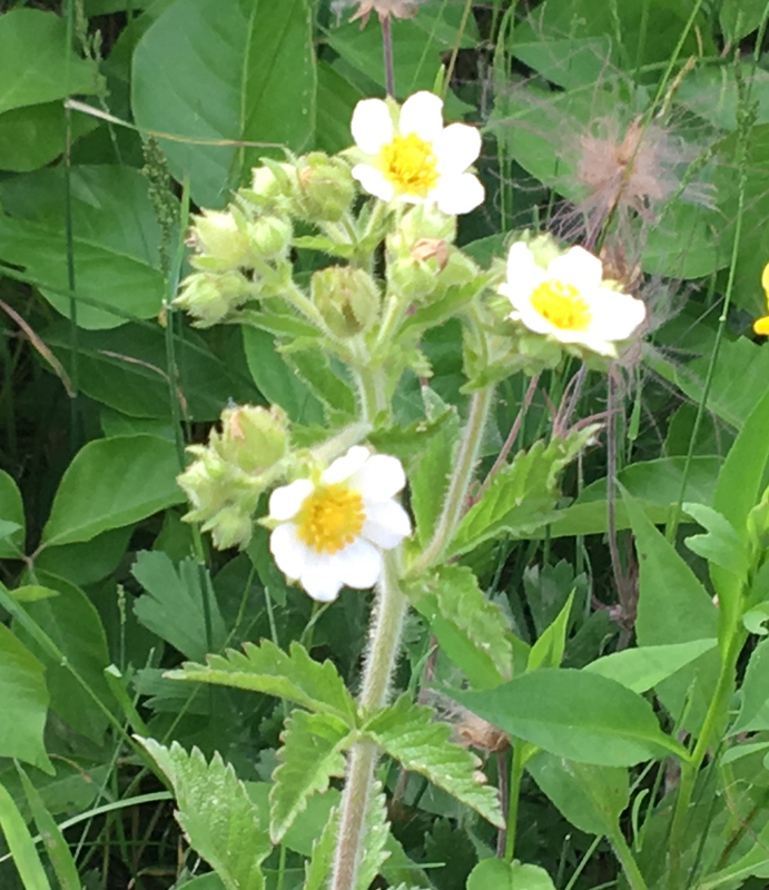 Prairie (Tall) Cinquefoil / Drymocallis arguta