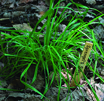 Sprengel's Sedge / Carex sprengelii