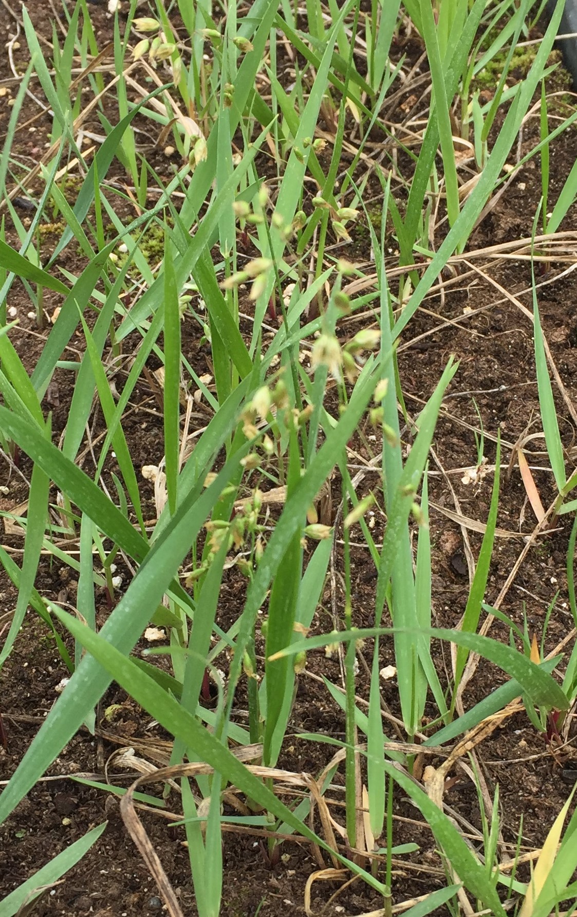 Sweet Grass / Hierochloe odorata (Anthoxanthum nitens)