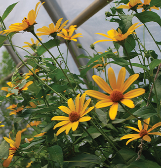 Sweet Oxeye / Heliopsis helianthoides