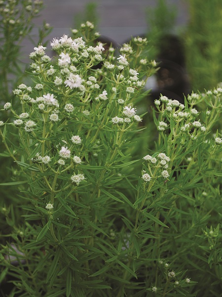 Virginia Mountain Mint / Pycnanthemum virginianum
