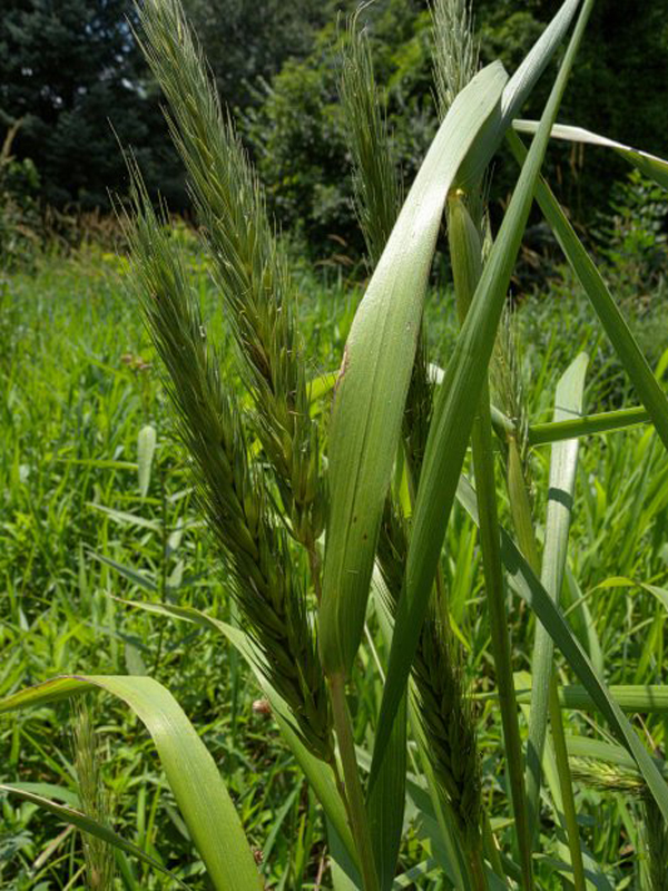 Virginia Wild Rye / Elymus virginicus
