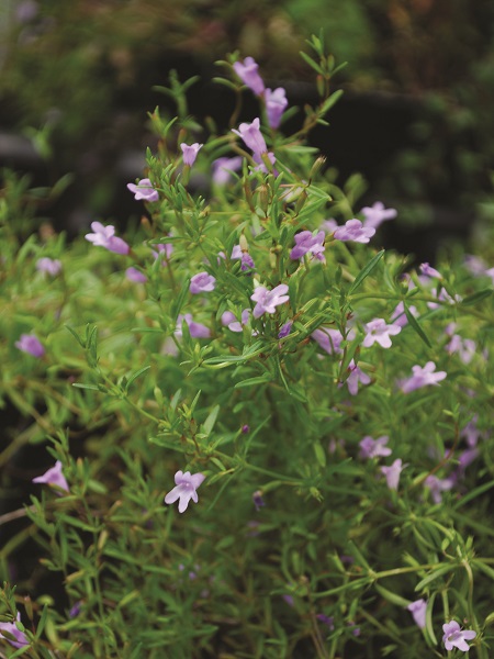 Wild Savory / Calamintha arkansana
