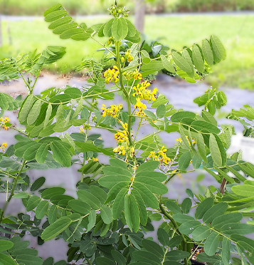 Wild Senna / Senna hebecarpa