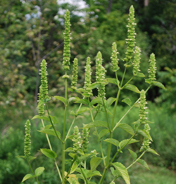 Yellow Giant Hyssop / Agastache nepetoides