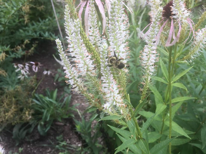 Culver's Root / Veronicastrum virginicum