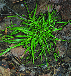 Dewey's Sedge / Carex deweyana