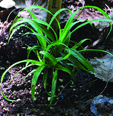 Drooping Wood Sedge / Carex arctata